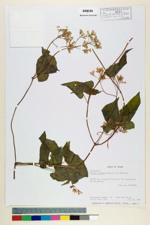 <a href="https://brmas.openmuseum.tw/muse/digi_object/be378fc7727b9ca35ea6d6ac143f27cf" target="_blank">蔓澤蘭／中央研究院生物多樣性研究博物館植物標本館 (HAST)</a>