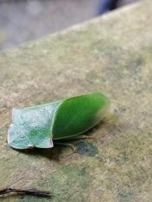 <a href="https://taieol.tw/muse/digi_object/6ebd0164354d7628868966925207fcd2" target="_blank">Tituria planata／By：hsn2422／iNaturalist</a>