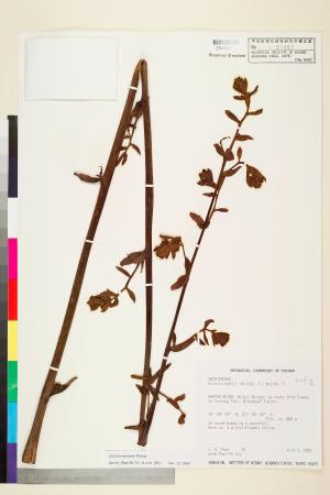 <a href="https://brmas.openmuseum.tw/muse/digi_object/be4fb3cac68dcbce7fde3d7bb6793270" target="_blank">山珊瑚／中央研究院生物多樣性研究博物館植物標本館 (HAST)</a>