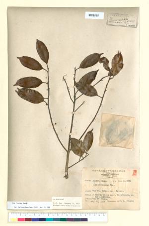 <a href="https://brmas.openmuseum.tw/muse/digi_object/be6b5b1fdba956f750537e944c16838e" target="_blank">台灣糊樗／中央研究院生物多樣性研究博物館植物標本館 (HAST)</a>
