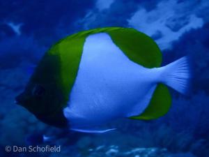 <a href="https://taieol.tw/muse/digi_object/8cc469e4e4236c816117b477f4dc2ad6" target="_blank">多鱗霞蝶魚／By：djscho／iNaturalist</a>