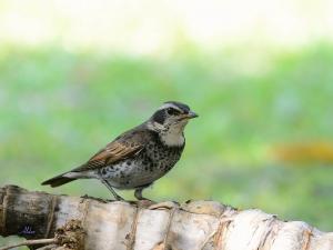 斑點鶇．Dusky Thrush