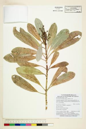 <a href="https://brmas.openmuseum.tw/muse/digi_object/be71c5a3474c9d5289b3f1023617e9d8" target="_blank">蘭嶼土沉香／中央研究院生物多樣性研究博物館植物標本館 (HAST)</a>