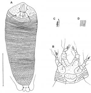 Floracarus biserratae Huang, 2001