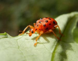 #128  黑點捲葉象鼻蟲 Paroplapoderus pardaloides