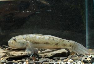 <a href="https://fishdb.sinica.edu.tw/muse/digi_object/c93e04ace37b23584237f0cd88543f19" target="_blank">Acentrogobius viridipunctatus@fishdb-media-13328／張大慶</a>