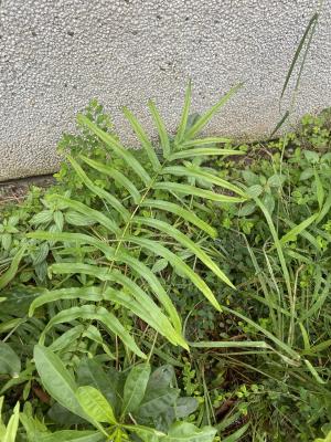 <a href="https://taieol.tw/muse/digi_object/04b82aa8945f64c98796d70ea579b917" target="_blank">鱗蓋鳳尾蕨／By：tonkutsuramen／iNaturalist</a>