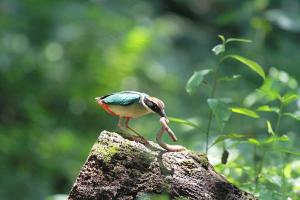 <a href="https://taieol.tw/muse/digi_object/5678b0c7c5c86d0575de6aade194da3a" target="_blank">八色鳥／By：陳添財／臺灣物種名錄(TaiCOL)</a>