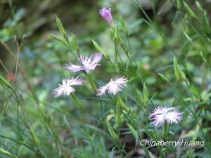 <a href="https://taieol.tw/muse/digi_object/c2be91f3bc12102397310a3292886e27" target="_blank">長萼瞿麥／By：chinaberryhuang／iNaturalist</a>