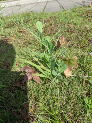 <a href="https://taieol.tw/muse/digi_object/945f357734adb2a8ea26c82d0140db5c" target="_blank">豌豆／By：wanhsuan／iNaturalist</a>