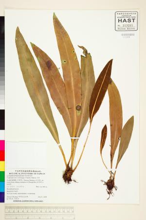 <a href="https://brmas.openmuseum.tw/muse/digi_object/bef3bdb71f53a0aa7d7359fbabb30529" target="_blank">舌蕨／中央研究院生物多樣性研究博物館植物標本館 (HAST)</a>