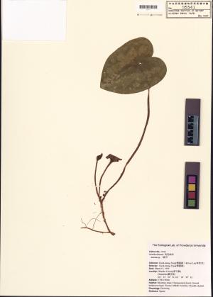 <a href="https://brmas.openmuseum.tw/muse/digi_object/bef54c34f0d07af3779051f3d0c28de2" target="_blank">細辛屬／中央研究院生物多樣性研究博物館植物標本館 (HAST)</a>
