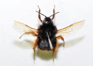 精選熊蜂 Bombus eximius