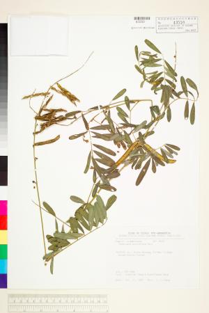 <a href="https://brmas.openmuseum.tw/muse/digi_object/bf00746d854253f24368c336ca4db210" target="_blank">黃花鐵富豆／中央研究院生物多樣性研究博物館植物標本館 (HAST)</a>