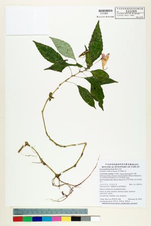 <a href="https://brmas.openmuseum.tw/muse/digi_object/bf392b8ff8dc55487c6ecebc9f14efe9" target="_blank">紫花鳳仙花／中央研究院生物多樣性研究博物館植物標本館 (HAST)</a>