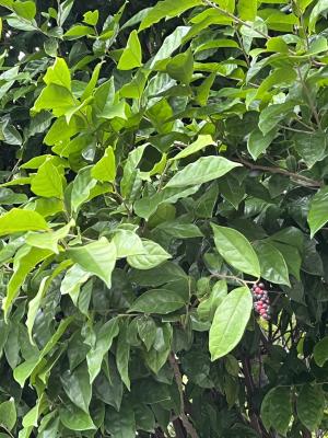 <a href="https://taieol.tw/muse/digi_object/f135d85adeb15b7001bd5d5cae887cd2" target="_blank">枯里珍／By：umawdaya／iNaturalist</a>