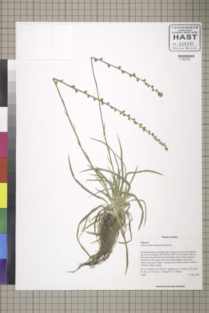 <a href="https://brmas.openmuseum.tw/muse/digi_object/bf463fbcad7a950247f6f28ea5289af3" target="_blank">粉條兒菜屬／中央研究院生物多樣性研究博物館植物標本館 (HAST)</a>