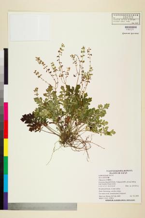 <a href="https://brmas.openmuseum.tw/muse/digi_object/bf52cb14eff47e4bce86ab41ffc9b339" target="_blank">鼠尾草屬／中央研究院生物多樣性研究博物館植物標本館 (HAST)</a>