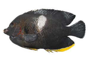<a href="https://brmas.openmuseum.tw/muse/digi_object/a4aaeeb2c14722d42429b3f87f6a12cb" target="_blank">白斑刺尻魚／中央研究院生物多樣性研究博物館動物標本館 (ASIZ)</a>