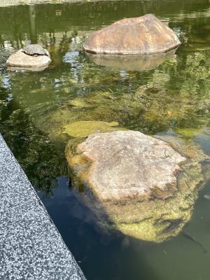 <a href="https://taieol.tw/muse/digi_object/0e8e6579ba532f33f53ddc05c7c055e3" target="_blank">中華鱉／By：chayaing／iNaturalist</a>