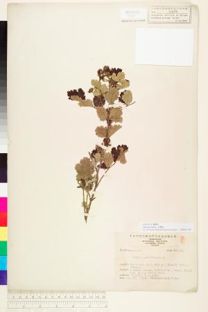 <a href="https://brmas.openmuseum.tw/muse/digi_object/bf62bbed97cb858dbbf3e12bbb6ffec4" target="_blank">紅梅消／中央研究院生物多樣性研究博物館植物標本館 (HAST)</a>