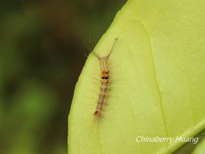 <a href="https://taieol.tw/muse/digi_object/43bf8813faac32784b268ada4caad704" target="_blank">Olene dudgeoni／By：chinaberryhuang／iNaturalist</a>