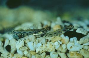 <a href="https://fishdb.sinica.edu.tw/muse/digi_object/019b5815aba1ea496cbfc7d9545301f3" target="_blank">Pseudogobius javanicus@fishdb-media-3486／魚類生態與演化研究室</a>