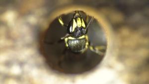 <a href="https://taieol.tw/muse/digi_object/d3073f486fa8445d6ab6462c2b468dd5" target="_blank">Hylaeus mediolucens／By：weitingliu／iNaturalist</a>