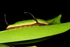 20090918_347087_Cyrestis thyodamas formosana_l.jpg