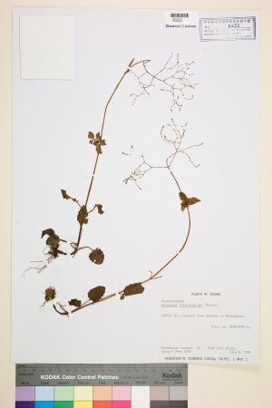 <a href="https://brmas.openmuseum.tw/muse/digi_object/bf97cb5b557859f49e52e6520c55d36c" target="_blank">嫩莖纈草／中央研究院生物多樣性研究博物館植物標本館 (HAST)</a>