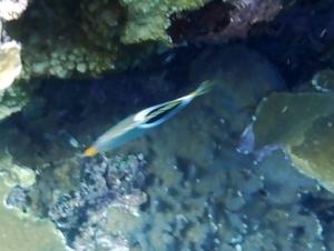 <a href="https://taieol.tw/muse/digi_object/46deef8ee0cf90250b3a38202e70b2d2" target="_blank">鞍斑蝴蝶魚／By：langzi／iNaturalist</a>