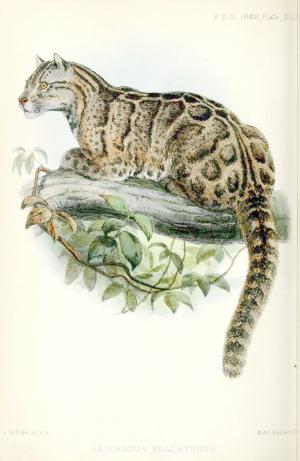 <a href="https://taieol.tw/muse/digi_object/19aeebf6ac49c6ff2c0275339e200be3" target="_blank">臺灣雲豹／By：Joseph Wolf／Biodiversity Heritage Library(BHL)</a>