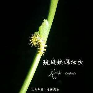 <a href="https://taieol.tw/muse/digi_object/76d231cb4799780ff636ac5966eb2fcb" target="_blank">琉璃蛺蝶／By：Lanchester／臺灣生命大百科</a>