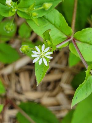 <a href="https://taieol.tw/muse/digi_object/40404de507d095add5fcd6db64ced325" target="_blank">鵝兒腸／By：spycat77／iNaturalist</a>