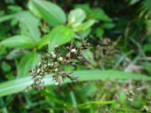 <a href="https://taieol.tw/muse/digi_object/2623ce4f29c3b3983fc036c0a6662cd3" target="_blank">陸生珍珠茅／By：pchi45／iNaturalist</a>