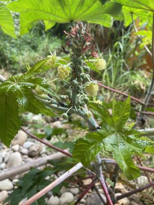 <a href="https://taieol.tw/muse/digi_object/fd26b5b59c0985d96a07a0954e09c76e" target="_blank">蓖麻／By：emilyyuuu／iNaturalist</a>