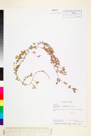 <a href="https://brmas.openmuseum.tw/muse/digi_object/bff89ca0701fddd986060d5552086d0a" target="_blank">蠅翼草(三點金草)／中央研究院生物多樣性研究博物館植物標本館 (HAST)</a>