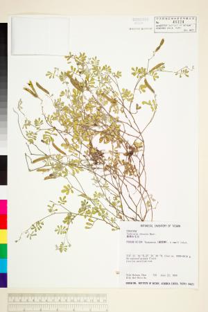 <a href="https://brmas.openmuseum.tw/muse/digi_object/bffb47e29798041f9fd3c10882fa31cb" target="_blank">台灣灰毛豆／中央研究院生物多樣性研究博物館植物標本館 (HAST)</a>