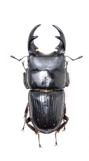 Aegus laevicollis formosae 台灣肥角鍬形蟲