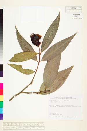 <a href="https://brmas.openmuseum.tw/muse/digi_object/c01af48ffa95ef28196d04f045de6dd9" target="_blank">蒲桃(香果)／中央研究院生物多樣性研究博物館植物標本館 (HAST)</a>
