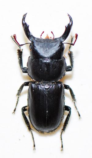 Dorcus striatipennis yushiroi 條紋大鍬形蟲