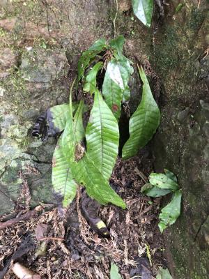 <a href="https://taieol.tw/muse/digi_object/f1d1941fb4a0a79c489835112fb19ff5" target="_blank">萊蕨／By：mutolisp／iNaturalist</a>