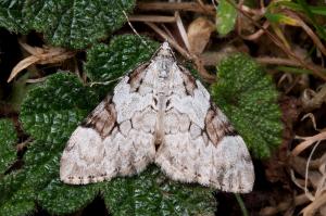 121012 南投 小風口 01 五環波尺蛾 Pennithera subcomis (Inoue, 1978) Male_800ori