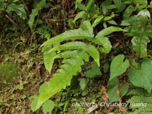 <a href="https://taieol.tw/muse/digi_object/ea758528dea9207657090439302ca1ed" target="_blank">三叉蕨／By：chinaberryhuang／iNaturalist</a>