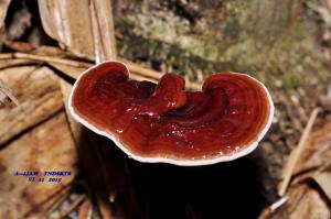 Ganoderma calidophilum(喜熱靈芝)