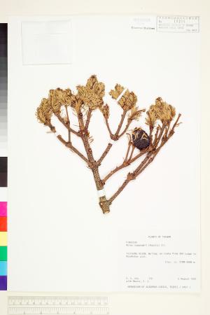 <a href="https://brmas.openmuseum.tw/muse/digi_object/c07e1d9d520e0991a534e6a15800b960" target="_blank">台灣冷杉／中央研究院生物多樣性研究博物館植物標本館 (HAST)</a>