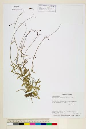 <a href="https://brmas.openmuseum.tw/muse/digi_object/c08b9a77f0d91c1e27eb87956161c2bd" target="_blank">細葉蘭花參／中央研究院生物多樣性研究博物館植物標本館 (HAST)</a>