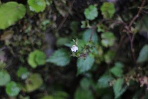 <a href="https://taieol.tw/muse/digi_object/eb55ec3827f5d63377176c63c6a6b34a" target="_blank">薄葉通泉草／By：yueranic／iNaturalist</a>