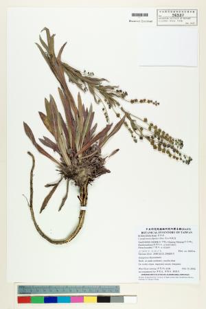 <a href="https://brmas.openmuseum.tw/muse/digi_object/c095d80ab096b13ecbd31d650cc1a4d7" target="_blank">高山倒提壺／中央研究院生物多樣性研究博物館植物標本館 (HAST)</a>