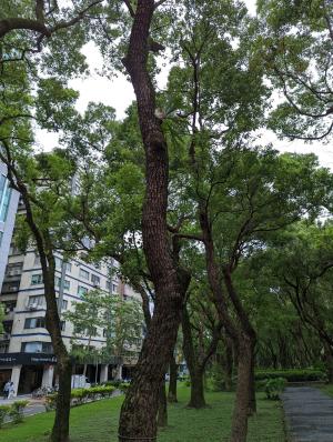 <a href="https://taieol.tw/muse/digi_object/3f96e78d0d9a69aff153d89c9e638823" target="_blank">二叉鹿角蕨／By：lecanorchis／iNaturalist</a>